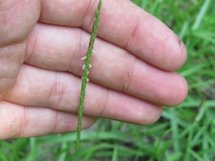 Eremochloa ophiuroides