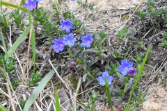 Glandora prostrata