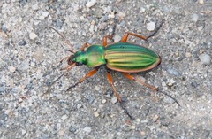 Carabus auratus