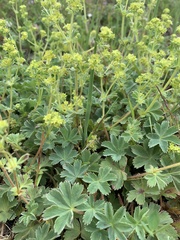 Alchemilla caucasica
