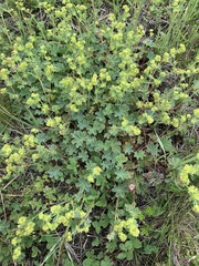 Alchemilla caucasica