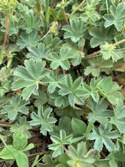 Alchemilla caucasica