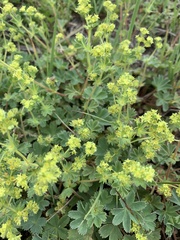 Alchemilla caucasica