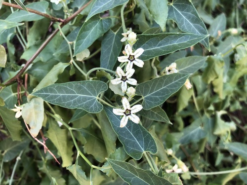 Arizona milkvine (Matelea arizonica)