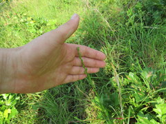 Symphyotrichum pratense