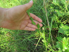 Symphyotrichum pratense