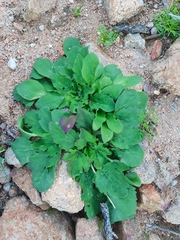Pelargonium moniliforme