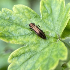 Agrilus ribesi
