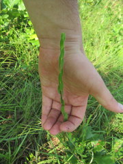 Symphyotrichum pratense