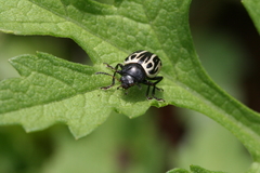 Doryphorina