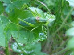 Isophya camptoxypha