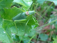 Isophya camptoxypha