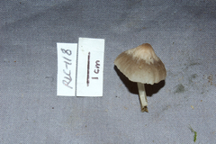 Filoboletus