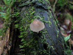 Filoboletus