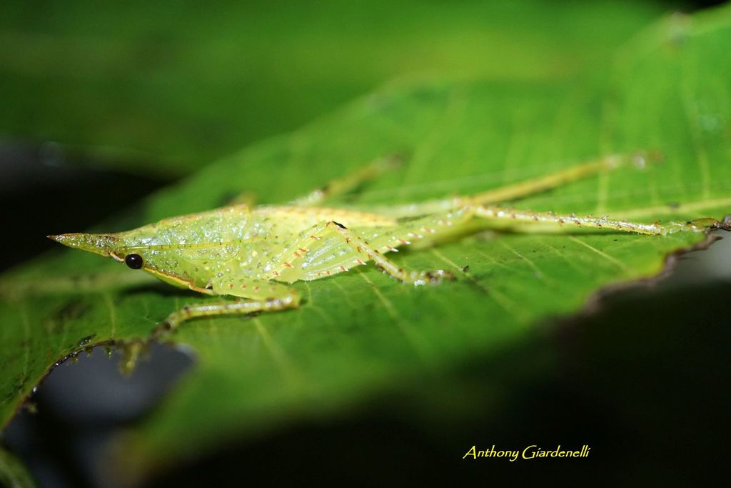Acantheremus