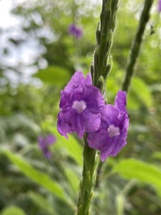 Stachytarpheta jamaicensis