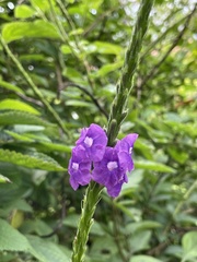 Stachytarpheta jamaicensis