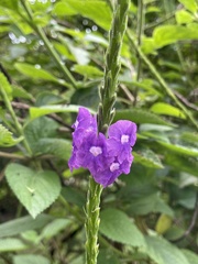 Stachytarpheta jamaicensis