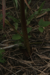 Scadoxus multiflorus subsp. multiflorus image