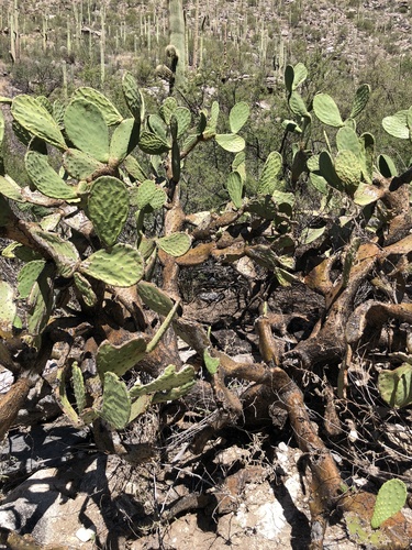 Image of Opuntia laevis by (c) Daniel McNair, some rights reserved (CC BY)