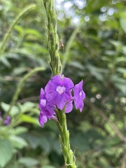 Stachytarpheta jamaicensis