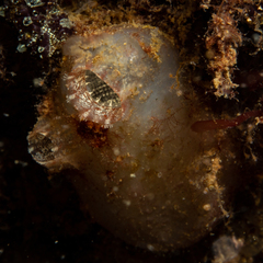 Ascidiella aspersa