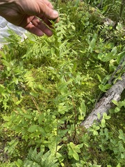 Dryopteris clintoniana