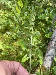 Dryopteris clintoniana