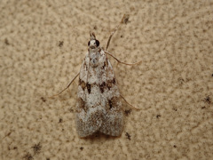 Scoparia pyralella