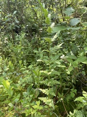 Dryopteris clintoniana