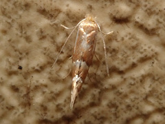 Phyllonorycter coryli