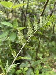 Dryopteris clintoniana