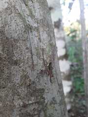 Scaria