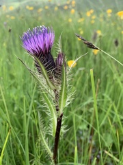 Cirsium simplex