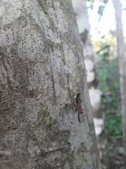 Scaria