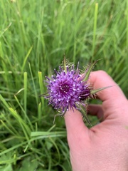 Cirsium simplex