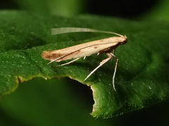 Caloptilia populetorum