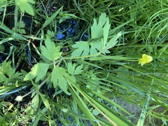 Ranunculus macounii