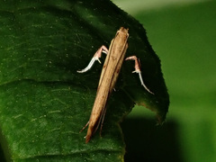Caloptilia populetorum