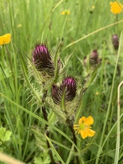 Cirsium simplex