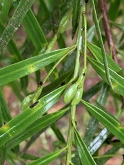 Podocarpus salignus