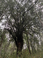Podocarpus salignus