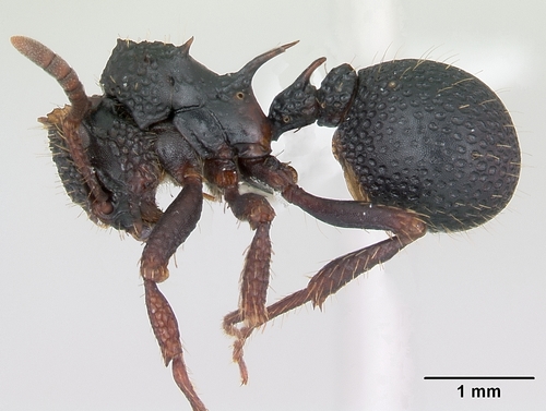 冠角僵蚁Ankylomyrma coronacantha