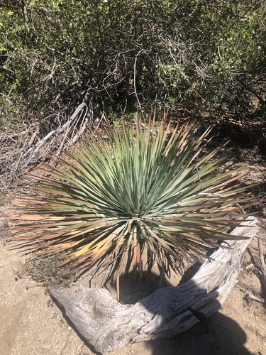 iNaturalist observation photo of chaparral yucca