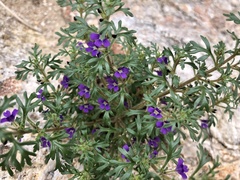 Schistophragma intermedium