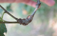 Neuroterus escharensis