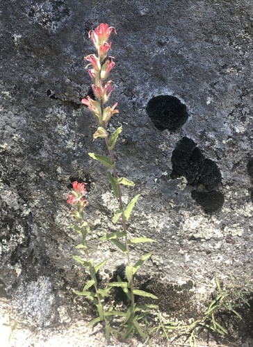 iNaturalist observation photo of wavyleaf paintbrush