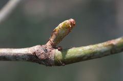 Neuroterus consimilis