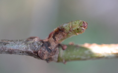 Neuroterus consimilis