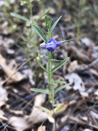 iNaturalist observation photo of Grayleaf Skullcap